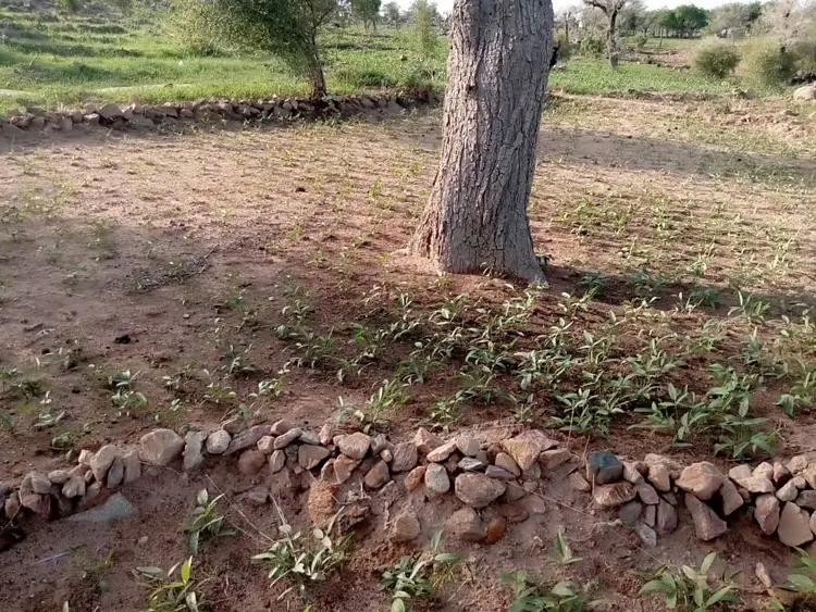 Guf gərawni delga